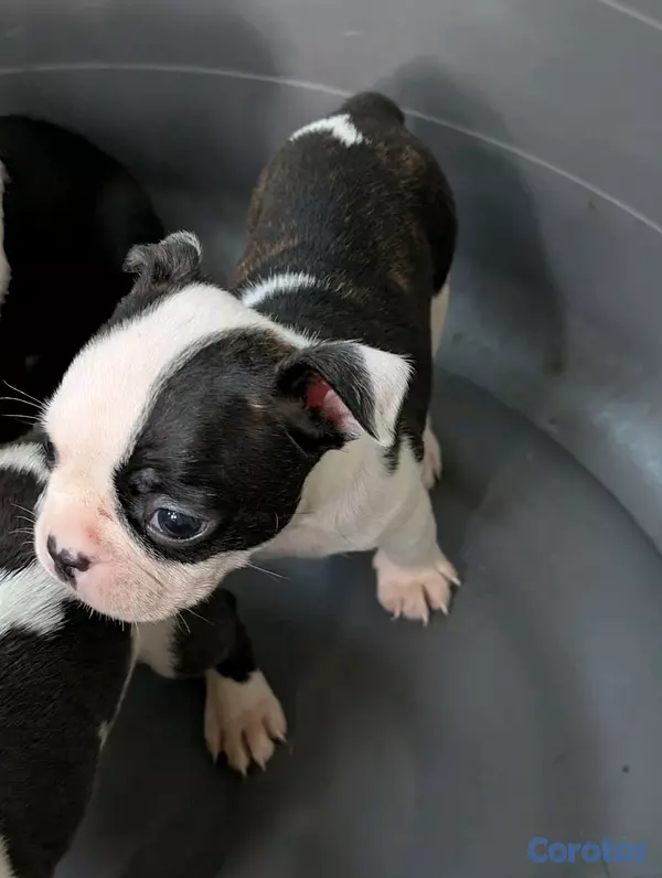 animales y mascotas - Hermosa Cachorros Boston Terrier, la mejor genética  5