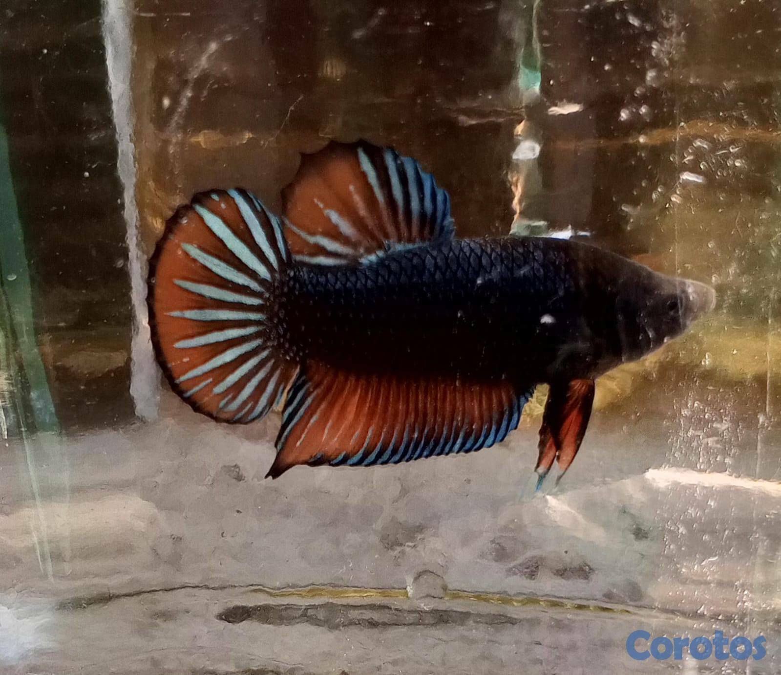 animales y mascotas - Bettas para revender... un ingreso extra para ti.. 8