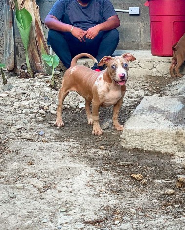 animales y mascotas - Pitbully macho disponible, 4 meses lo mejor de Santo Domingo. 3
