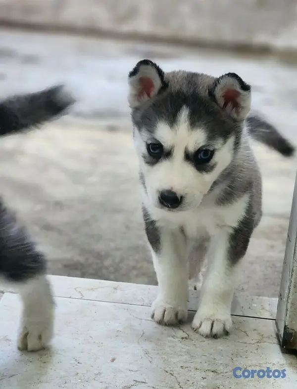 animales y mascotas - Perros Husky Siberiano Macho y hembras 6