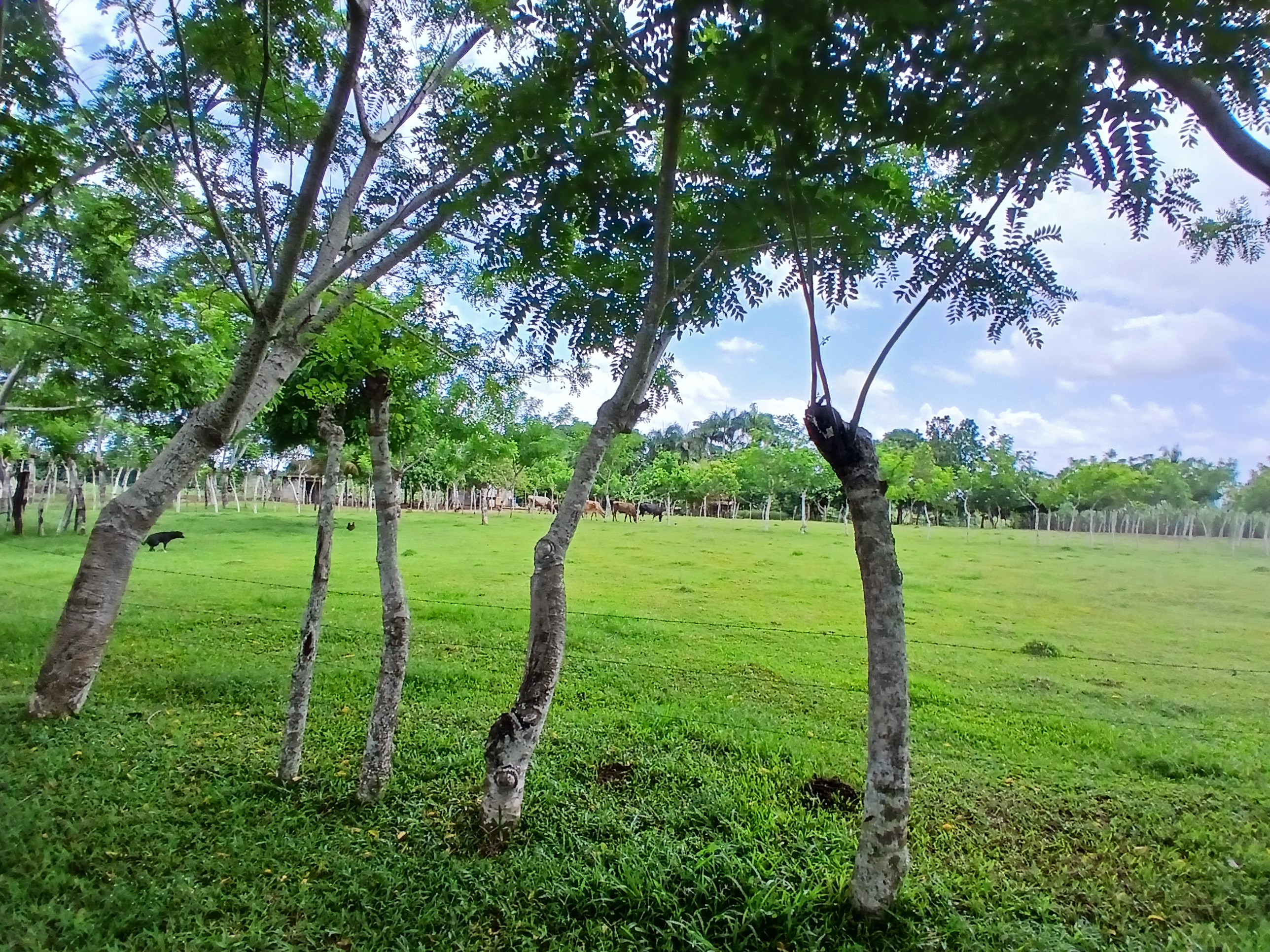 solares y terrenos - Finca  3