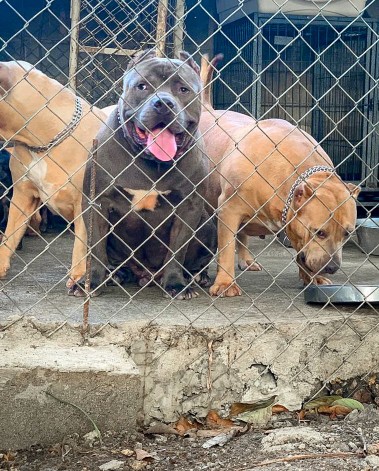 animales y mascotas - Pitbully macho disponible, 4 meses lo mejor de Santo Domingo. 1