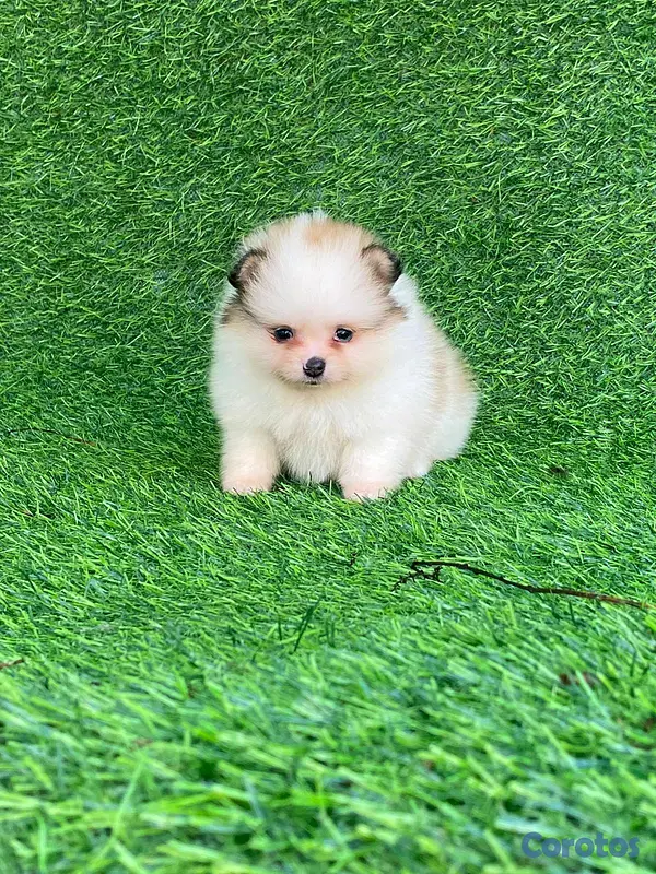 animales y mascotas - hermosos cachorritos pomerania mini 3