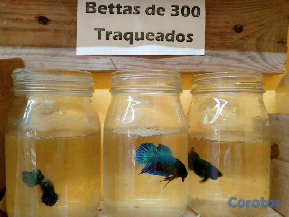 animales y mascotas - Bettas para revender... un ingreso extra para ti.. 6