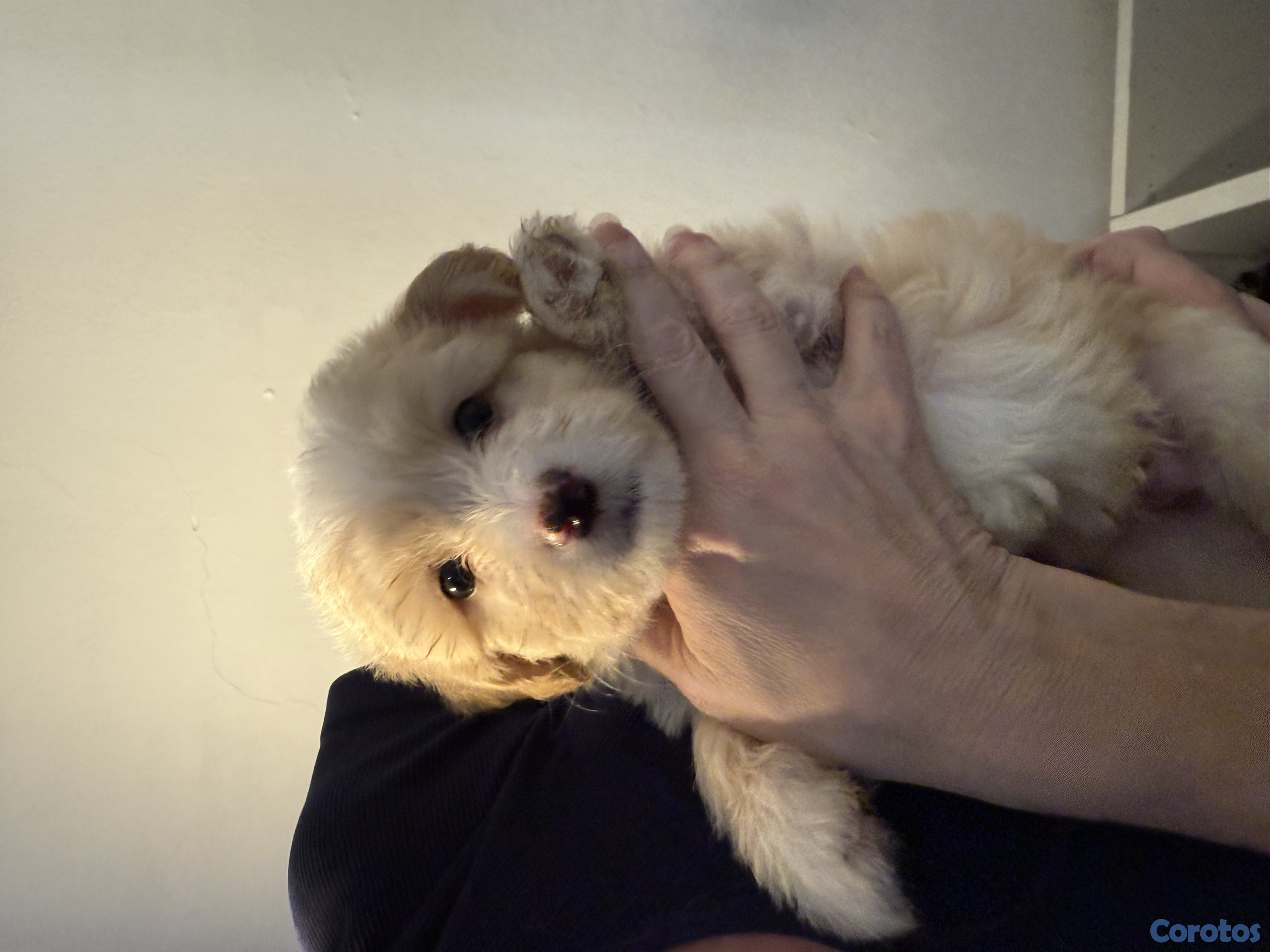 animales y mascotas - Shihpoo 3