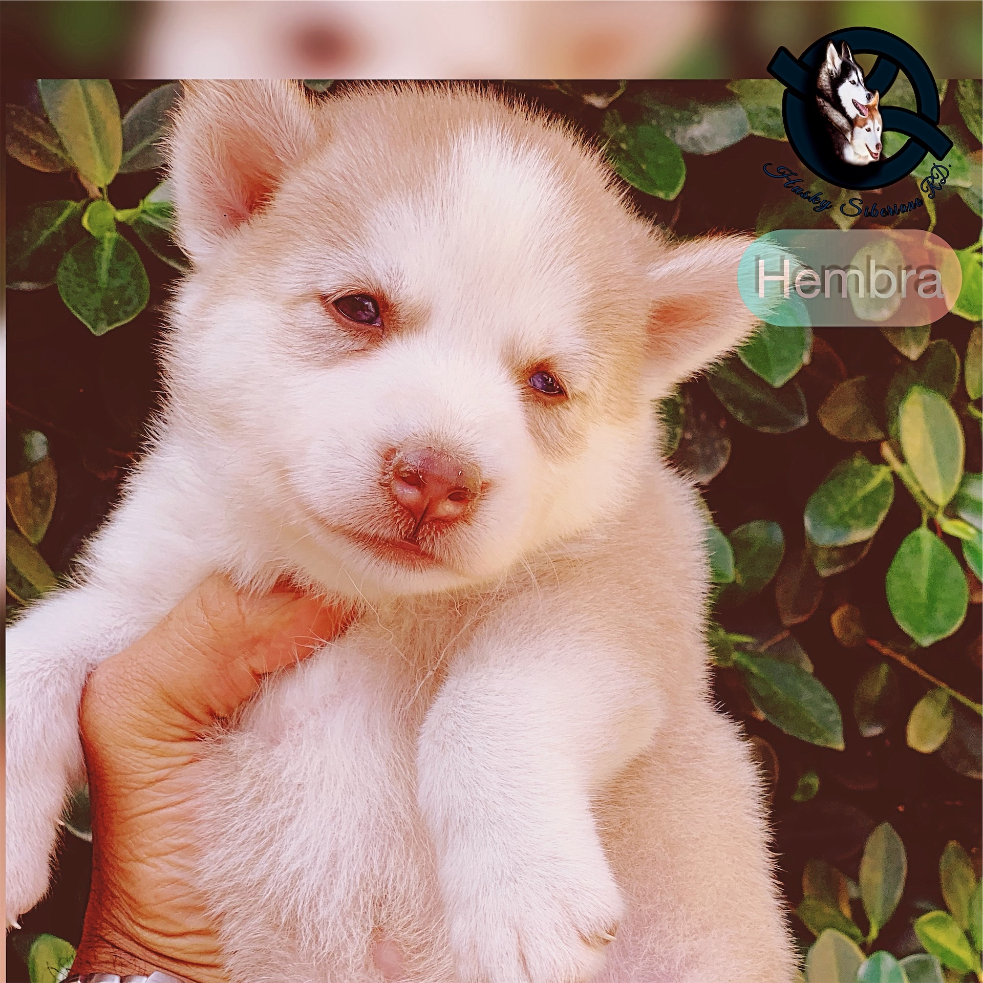 animales y mascotas - Husky siberiano hembra