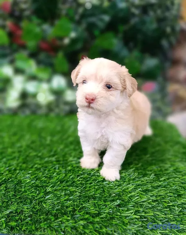 animales y mascotas - hermosos Cachorros shippo toy  3
