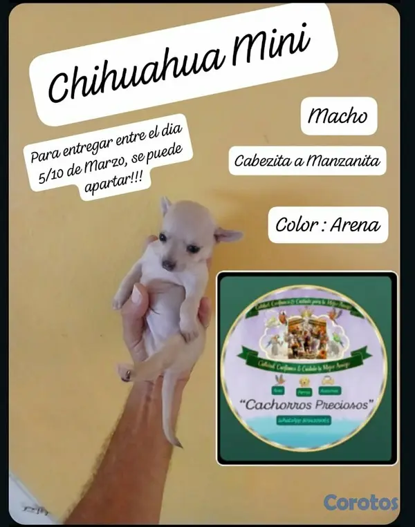 animales y mascotas - Chihuahua Cabezita a Manzanita  2
