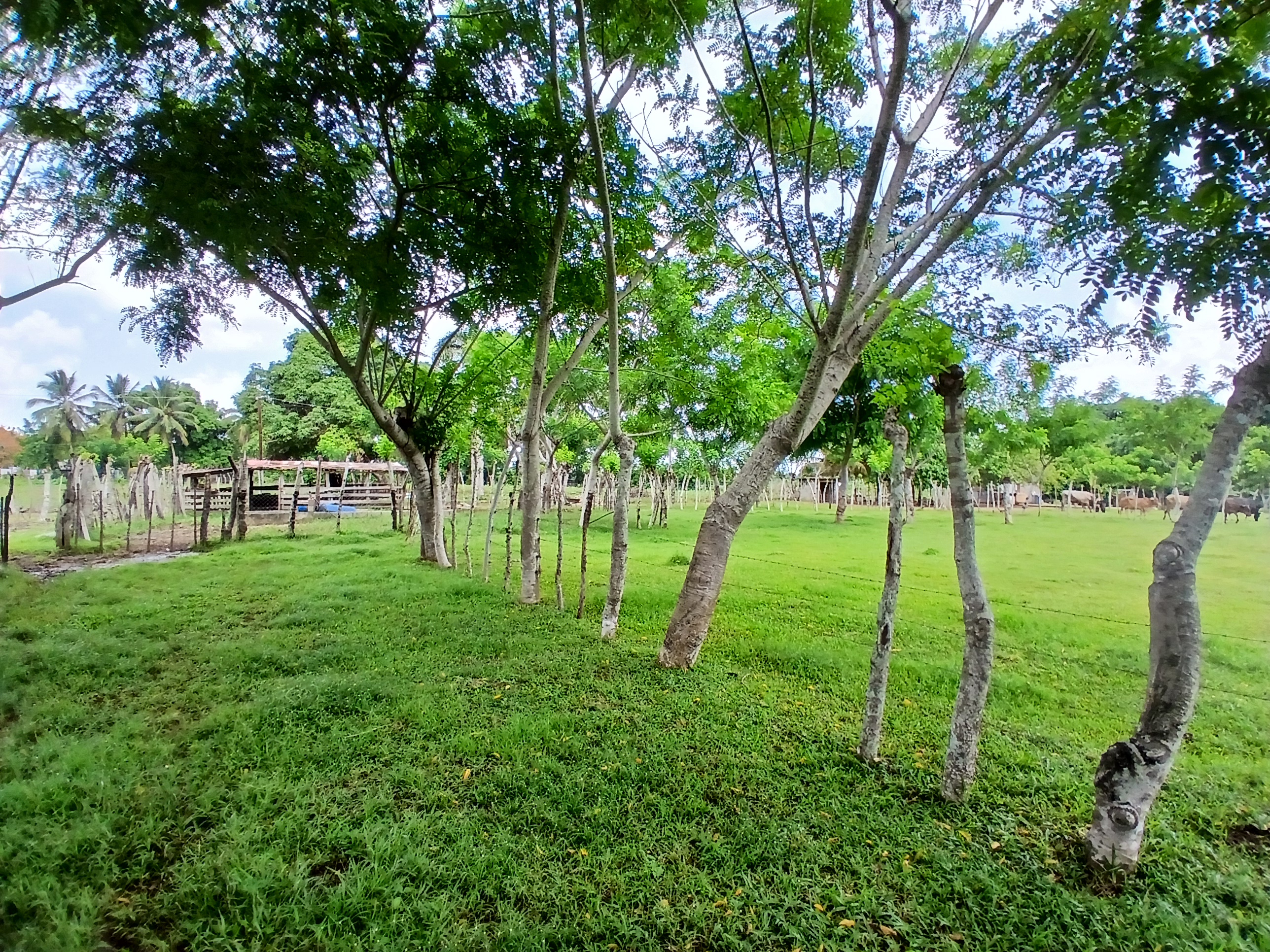 solares y terrenos - Finca  2