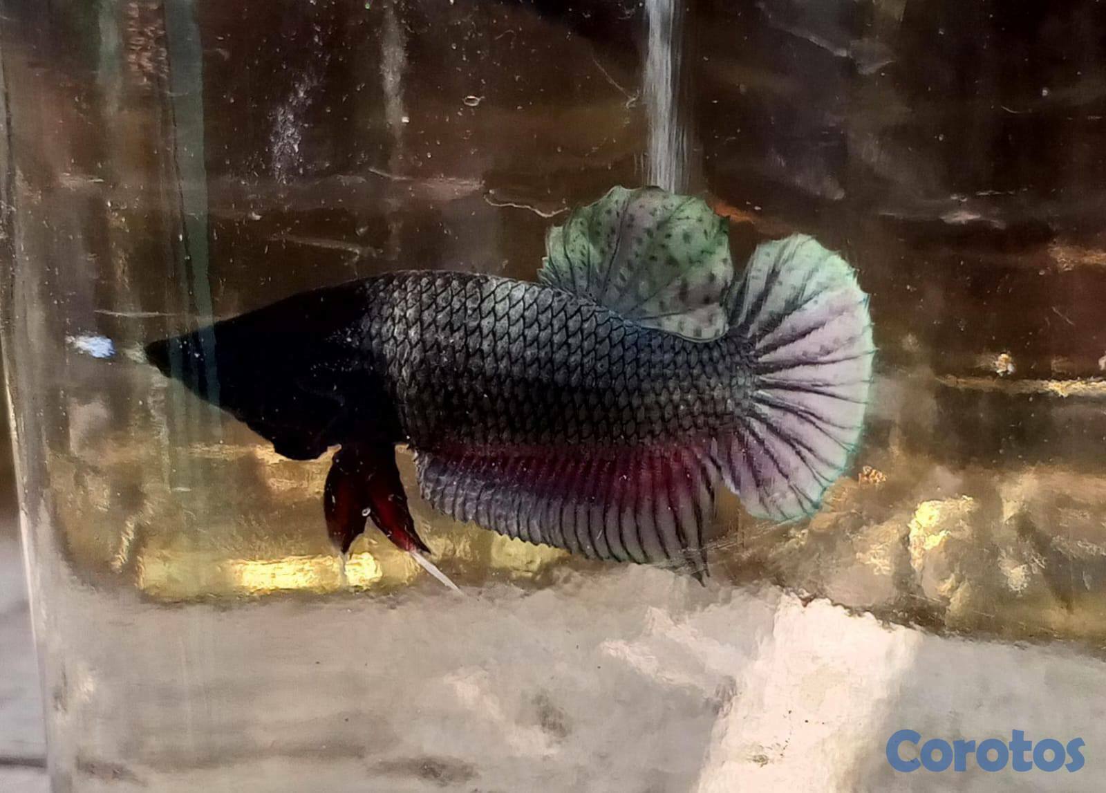 animales y mascotas - Bettas para revender... un ingreso extra para ti.. 7