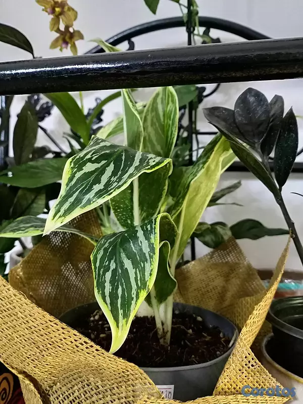 herramientas, jardines y exterior - Plantas ornamentales para ti  8