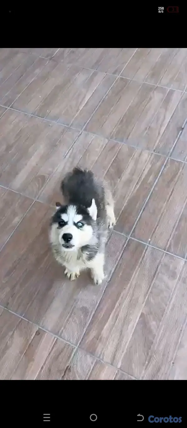 animales y mascotas - Husky Siberiano 4