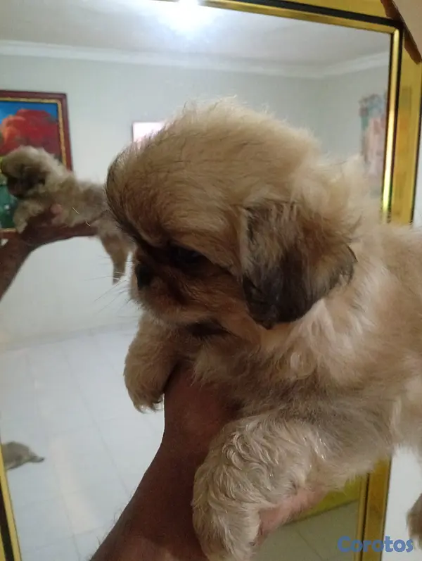 animales y mascotas - Pekines/pequines macho  2