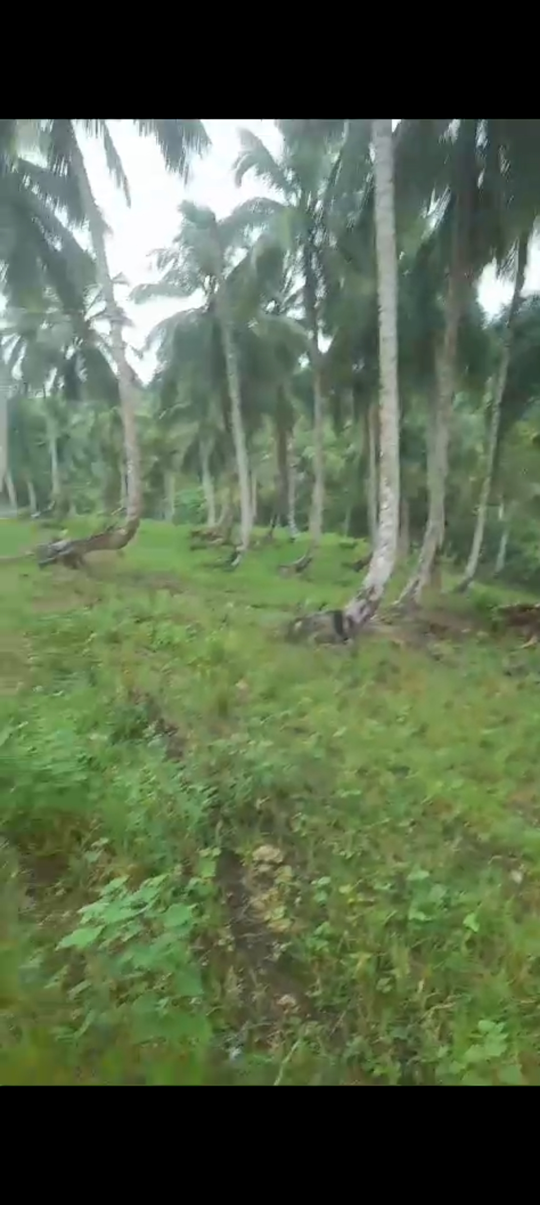 solares y terrenos - Se vende finca de coco 7