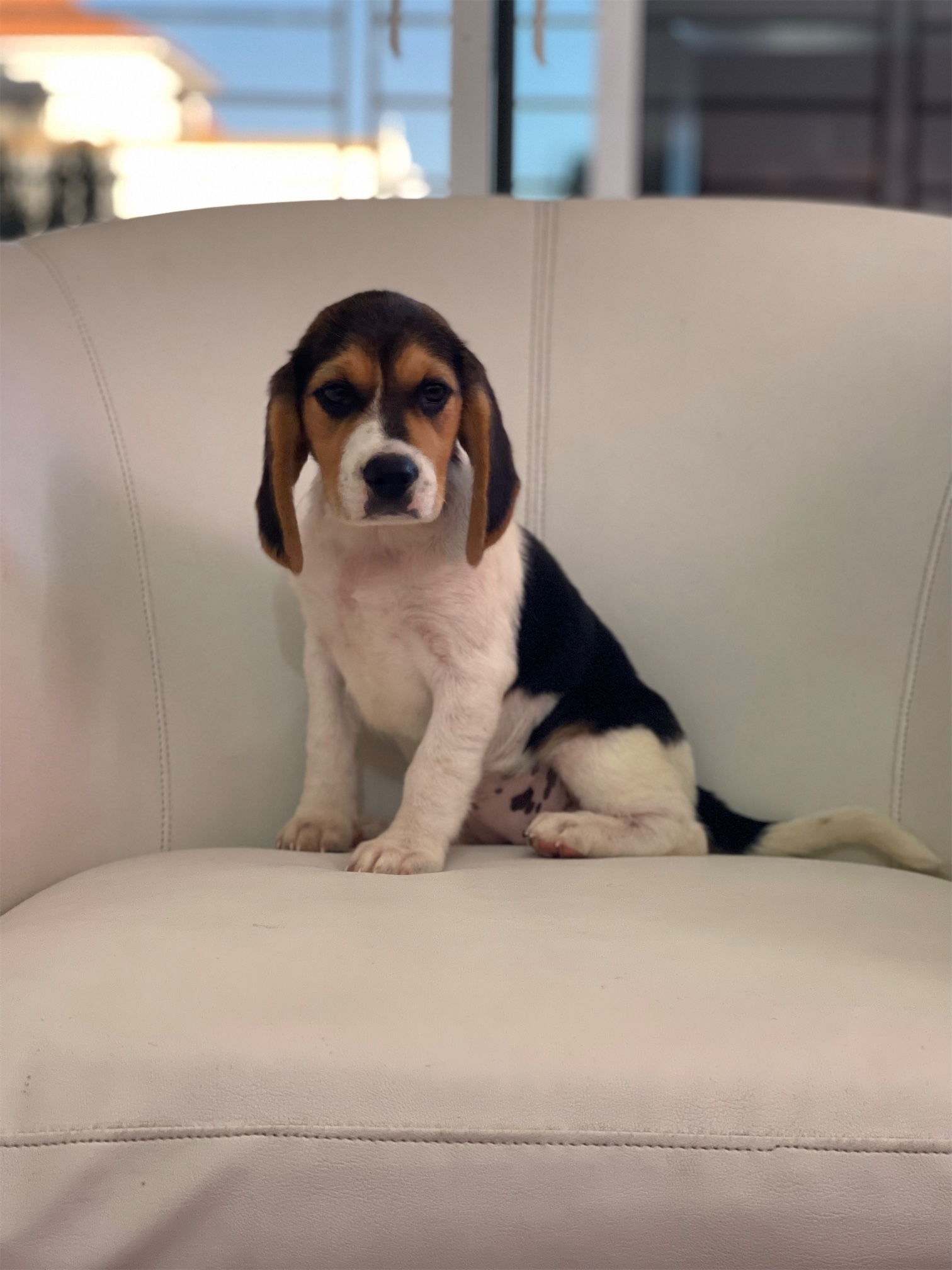 animales y mascotas - Beagles Ambos Sexos