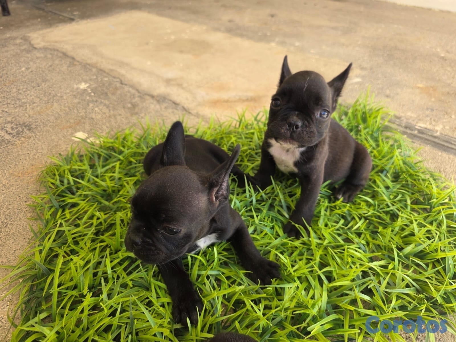 animales y mascotas - CACHORROS FRENCH BULLDOGS - PEDIGREE. RD$40,000 - RD$50,000.  4