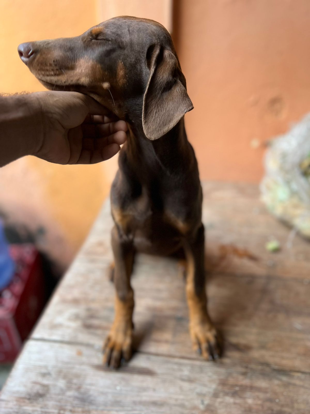 animales y mascotas - OFERTA CACHORRO DOBERMAN HEMBRA EN SANTO DOMINGO Y