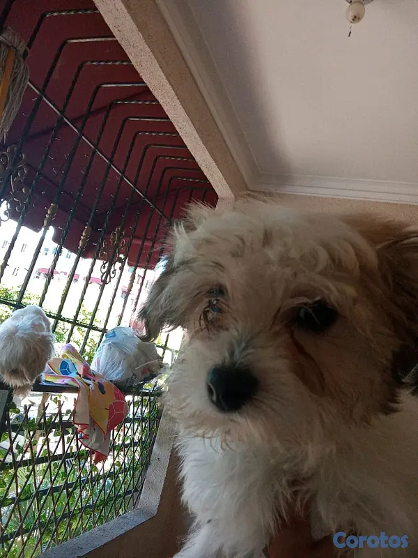 animales y mascotas - Shipoo hembra 4