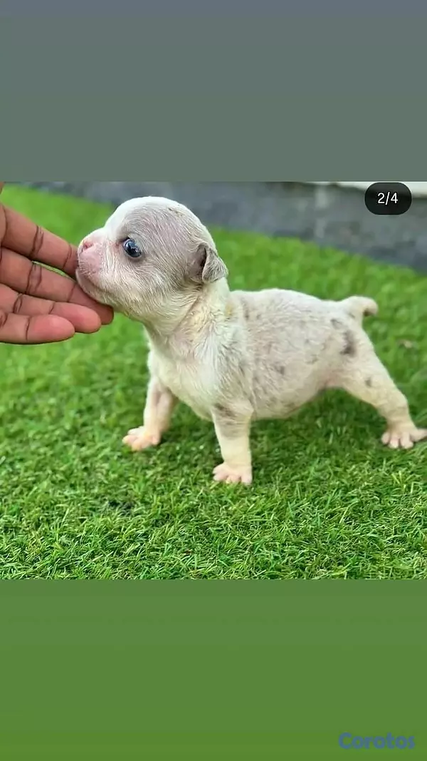 animales y mascotas - hermosos cachorritos de bully  5