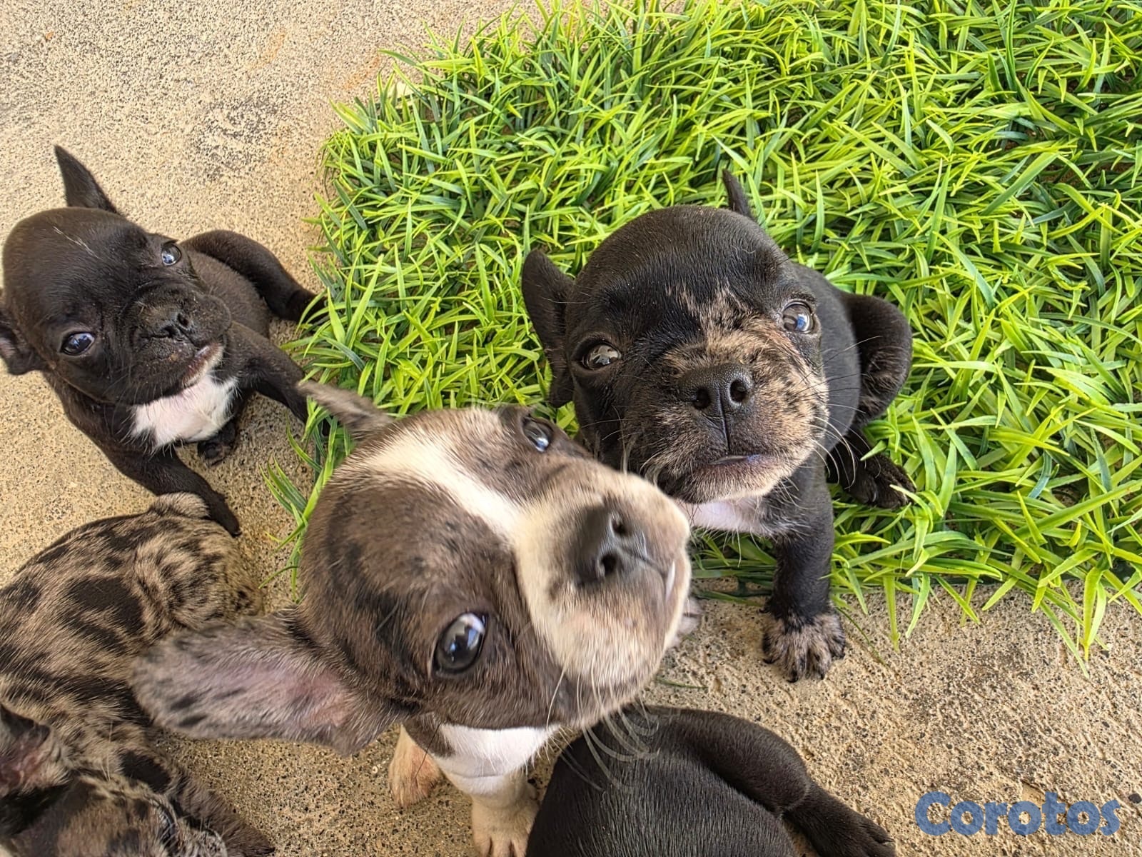 animales y mascotas - CACHORROS FRENCH BULLDOGS - PEDIGREE. RD$40,000 - RD$50,000.  1