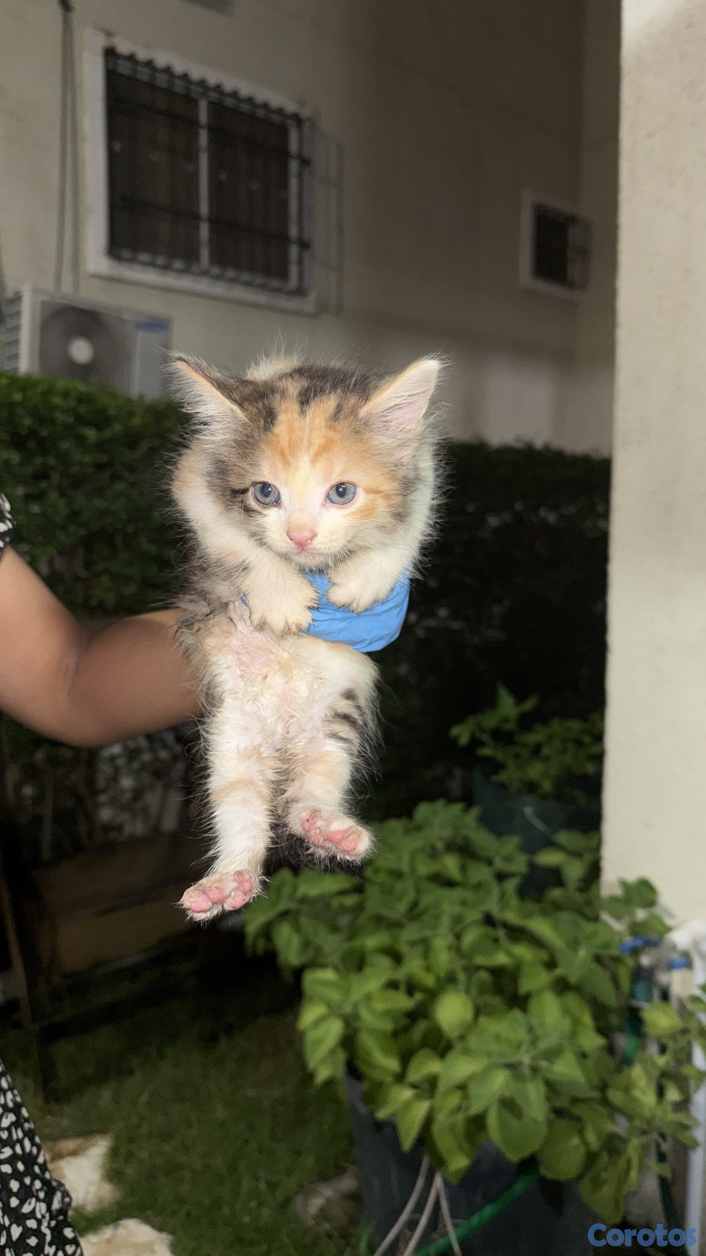 animales y mascotas - Gaticos gratis  7