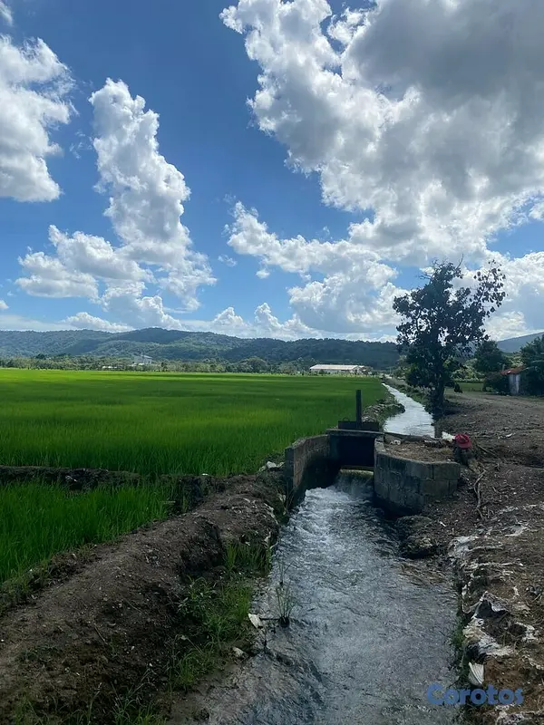 solares y terrenos - Se Vende Finca de Arroz en San Francisco de Macorís Macoris 4