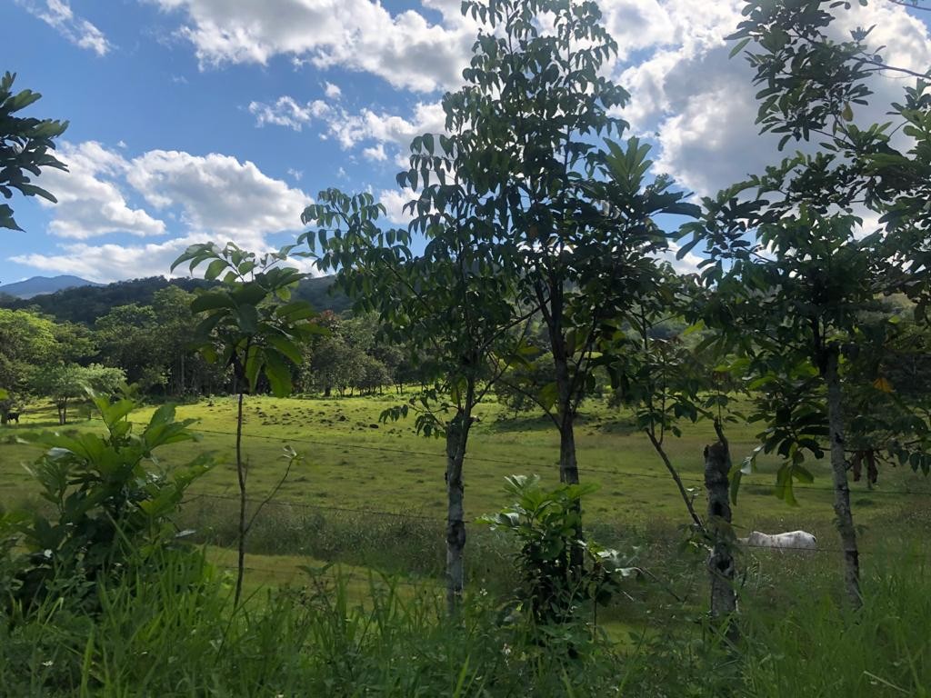 solares y terrenos - Finca  2,500 tareas en Bonao

 3