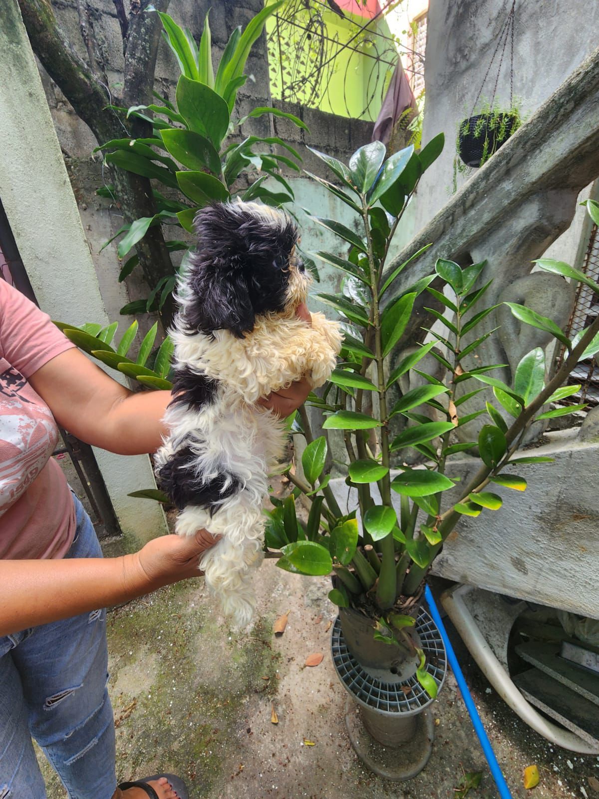 animales y mascotas - OFERTA CACHORRO SHIH TZU AMBOS SEXO EN SANTO DOMIN