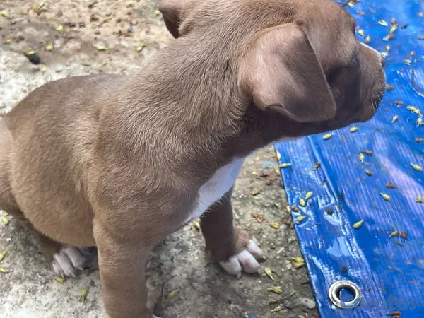 animales y mascotas - Pitbull blue fans 2