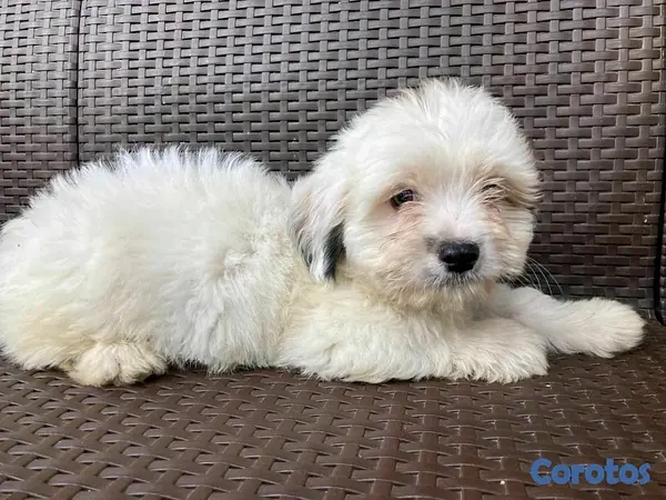 animales y mascotas - hermosos cachorritos de shipoo 8