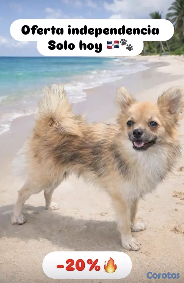 animales y mascotas - Pomerania macho  2