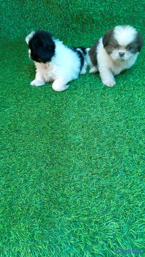 animales y mascotas - excelente cachorros shih tzu macho 3