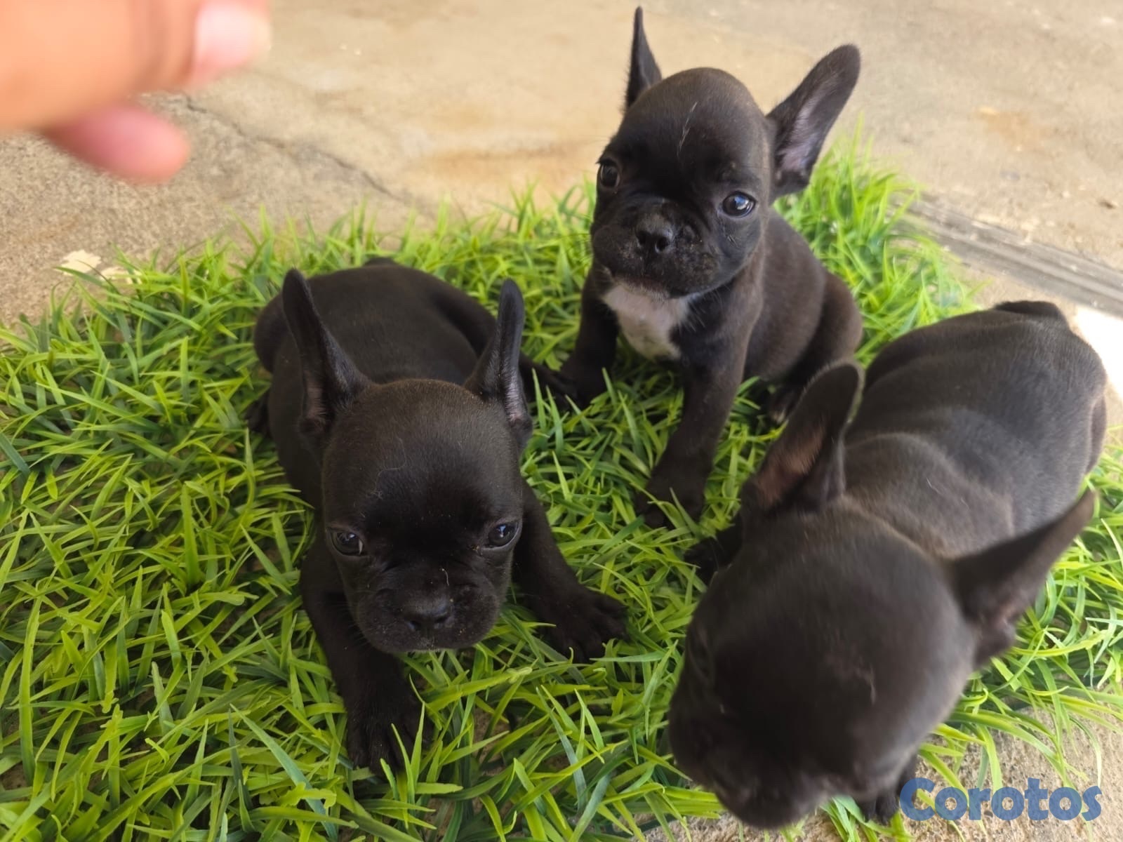 animales y mascotas - CACHORROS FRENCH BULLDOGS - PEDIGREE. RD$40,000 - RD$50,000.  3