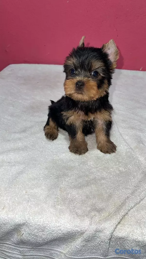 animales y mascotas - Yorkie terrier  2