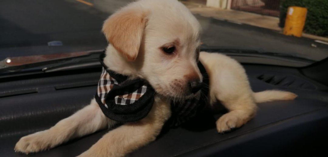 animales y mascotas - Cachorro Labrador Retriever