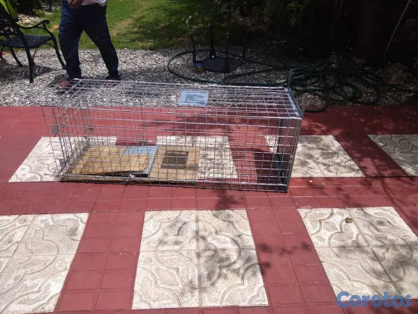 herramientas, jardines y exterior - TRAMPA para cachorros, gatos, animales salvajes, a 2