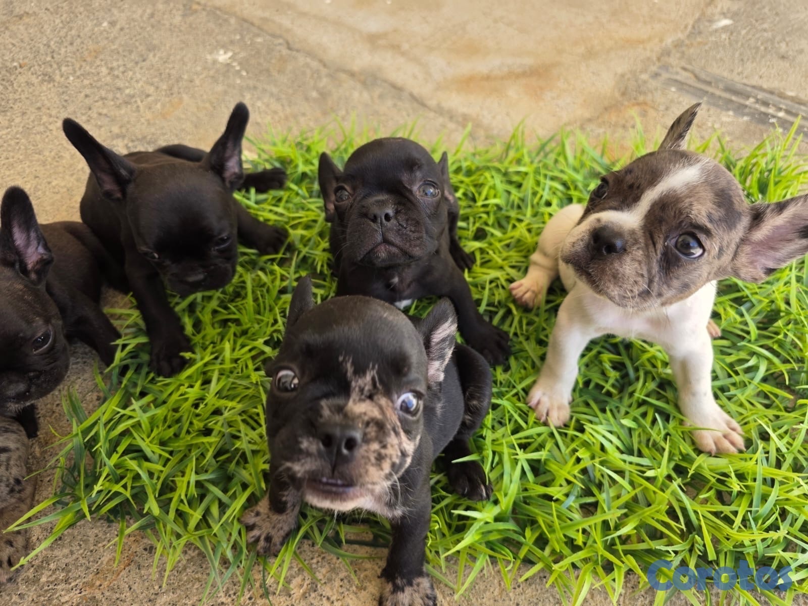 animales y mascotas - CACHORROS FRENCH BULLDOGS - PEDIGREE. RD$40,000 - RD$50,000.  5