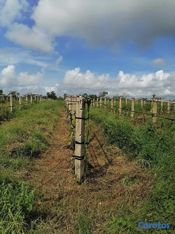 otros inmuebles - Finca en Venta Ubicada en San Pedro de Macorís Macoris 10