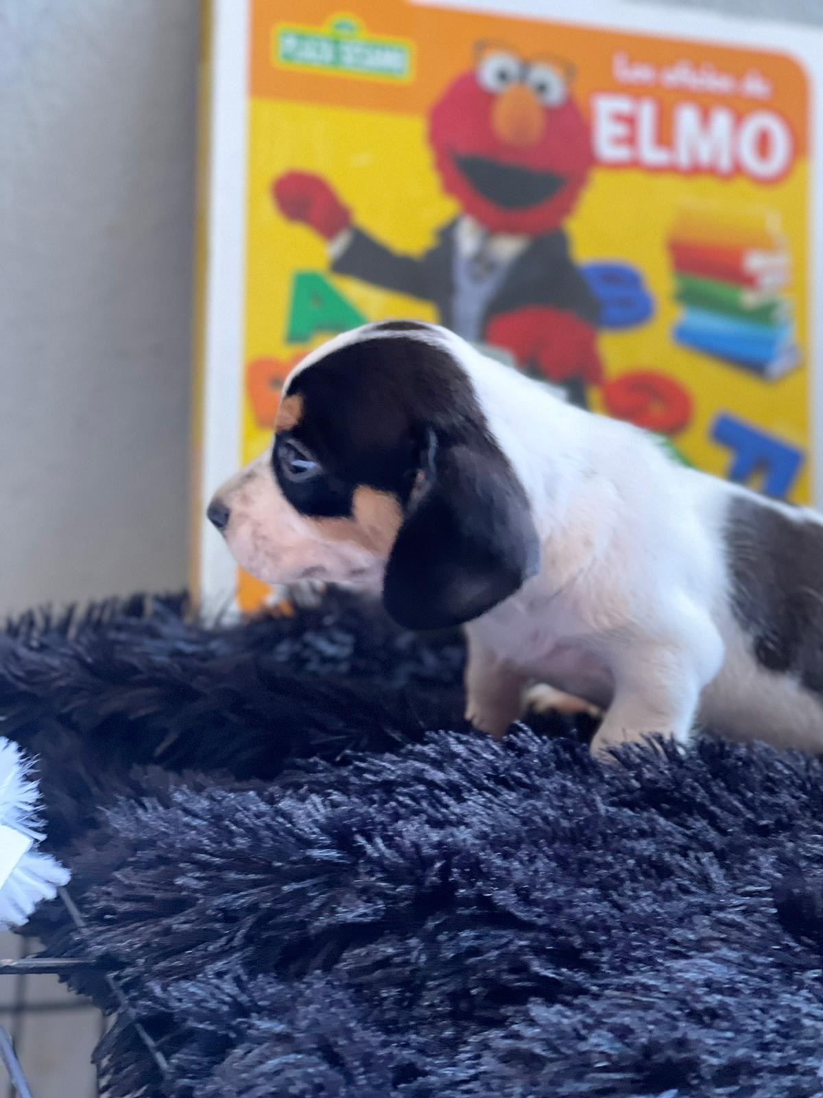 animales y mascotas - Cachorros de raza salchicha ( dachshund )