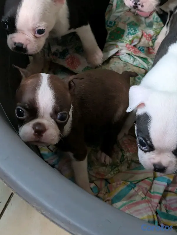 animales y mascotas - Hermosa Cachorros Boston Terrier, la mejor genética  4