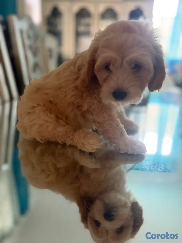 animales y mascotas - Vendo Cocker Spaniels 16