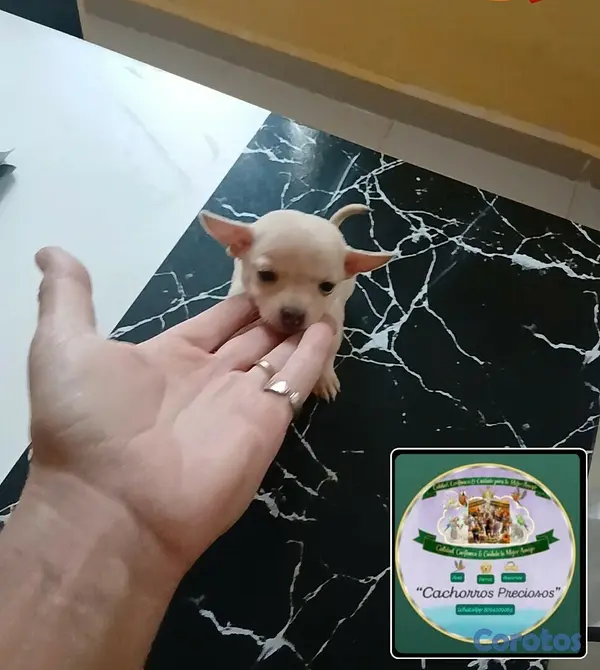 animales y mascotas - Chihuahua Cabezita a Manzanita  10