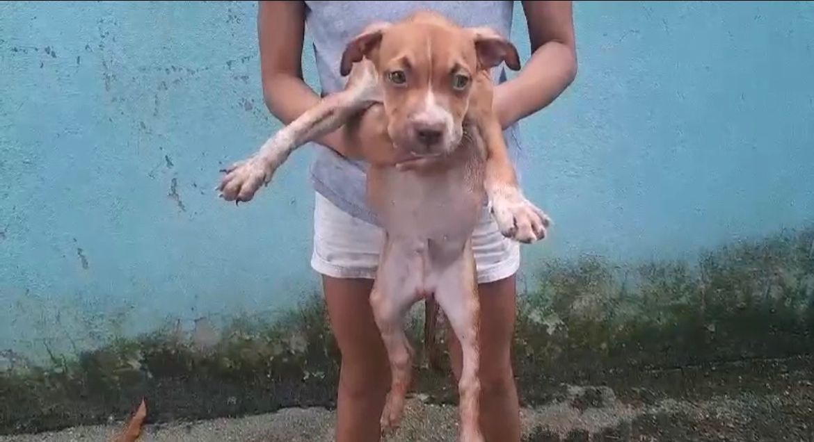 animales y mascotas - OFERTA CACHORRO PITBULLY AMBOS SEXO EN SANTO DOMIN