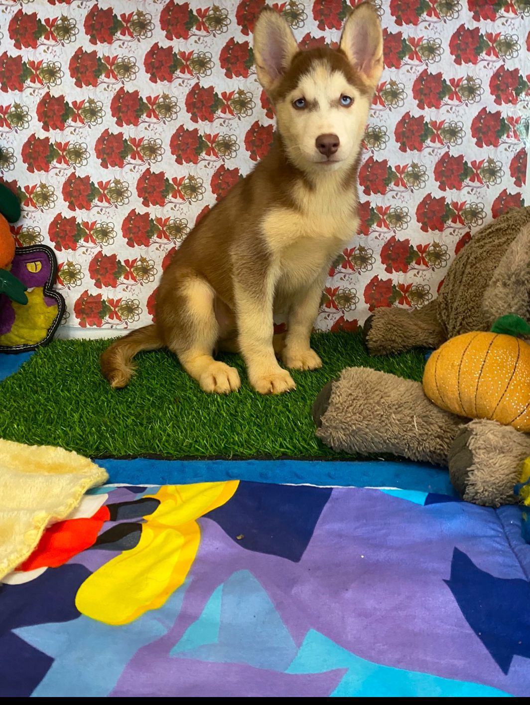 animales y mascotas - OFERTA CACHORRO HUSKY AMBOS SEXO EN SANTO DOMINGO 