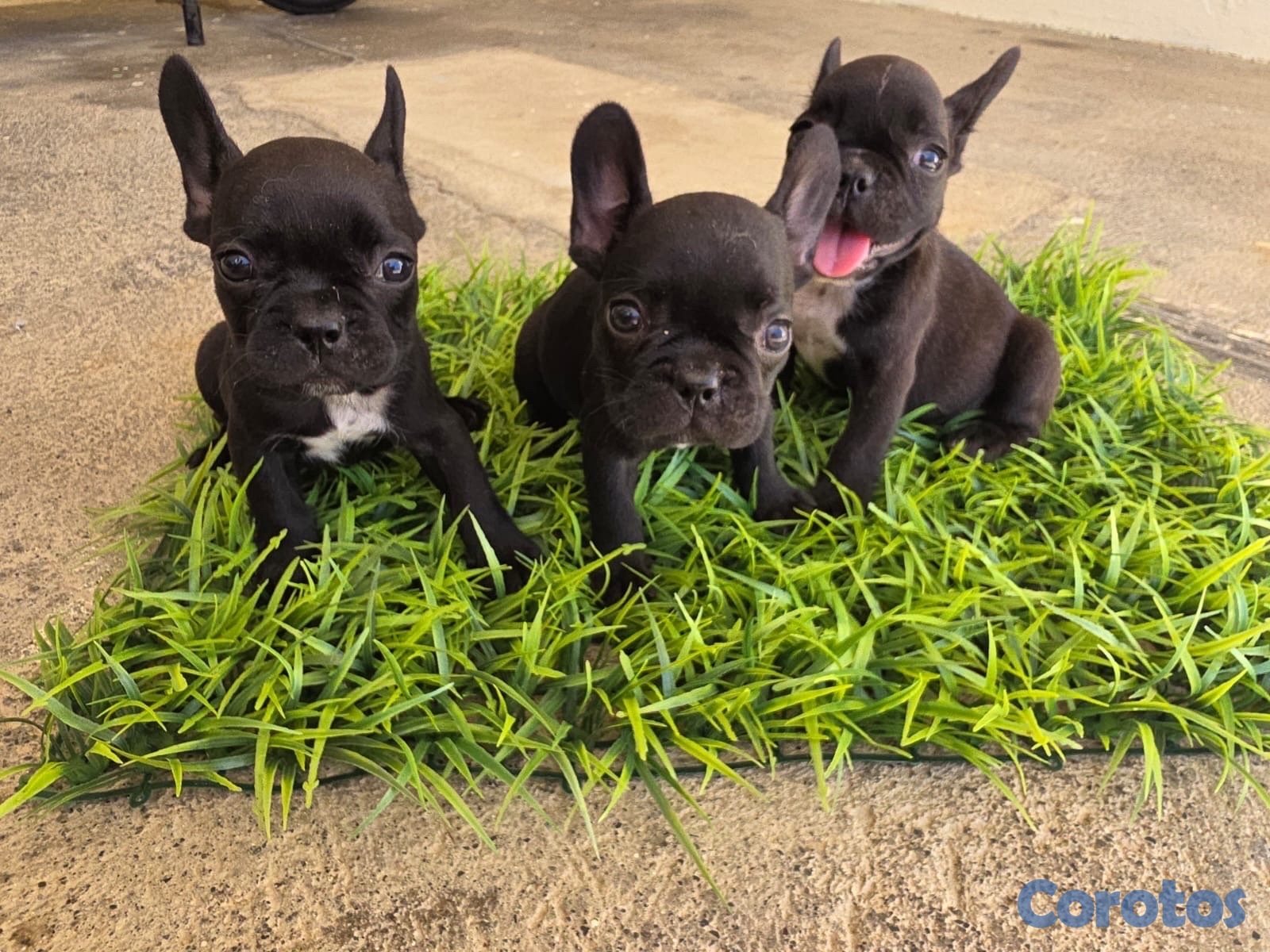animales y mascotas - CACHORROS FRENCH BULLDOGS - PEDIGREE. RD$40,000 - RD$50,000.  6