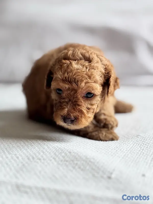 servicios profesionales - POODLE TOY CANICHE 4