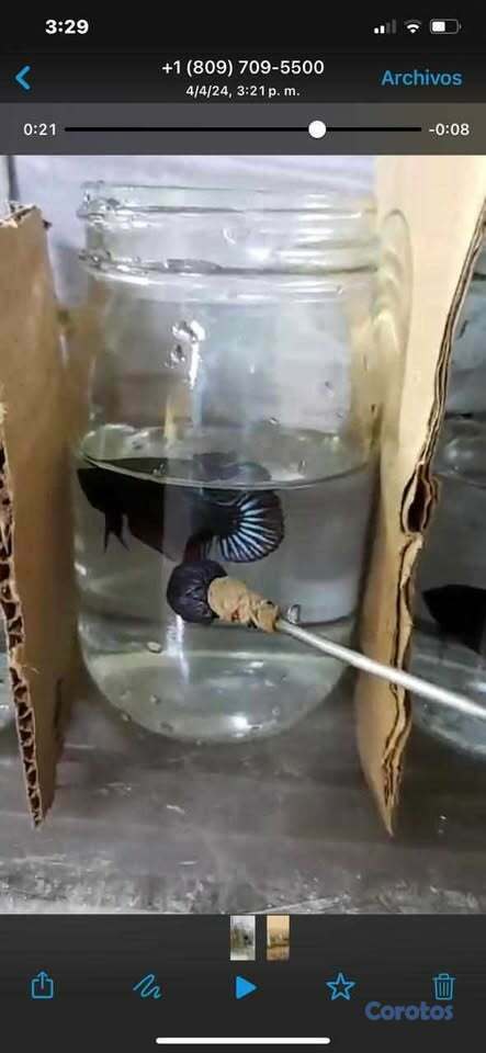 animales y mascotas - Bettas para revender... un ingreso extra para ti.. 1