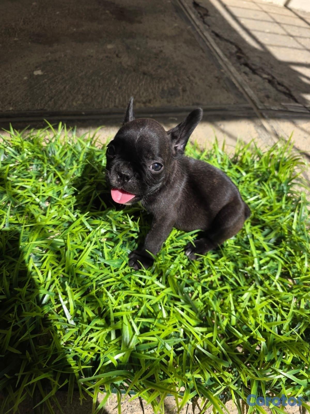 animales y mascotas - CACHORROS FRENCH BULLDOGS - PEDIGREE. RD$40,000 - RD$50,000.  7