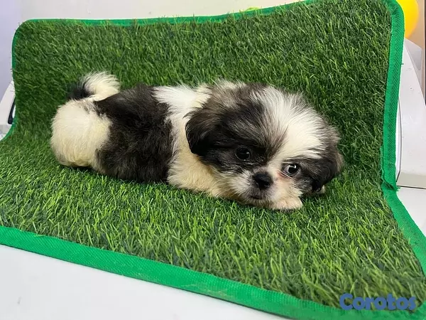 animales y mascotas - Hermosos cachorros Shippo 🐶🐾 2