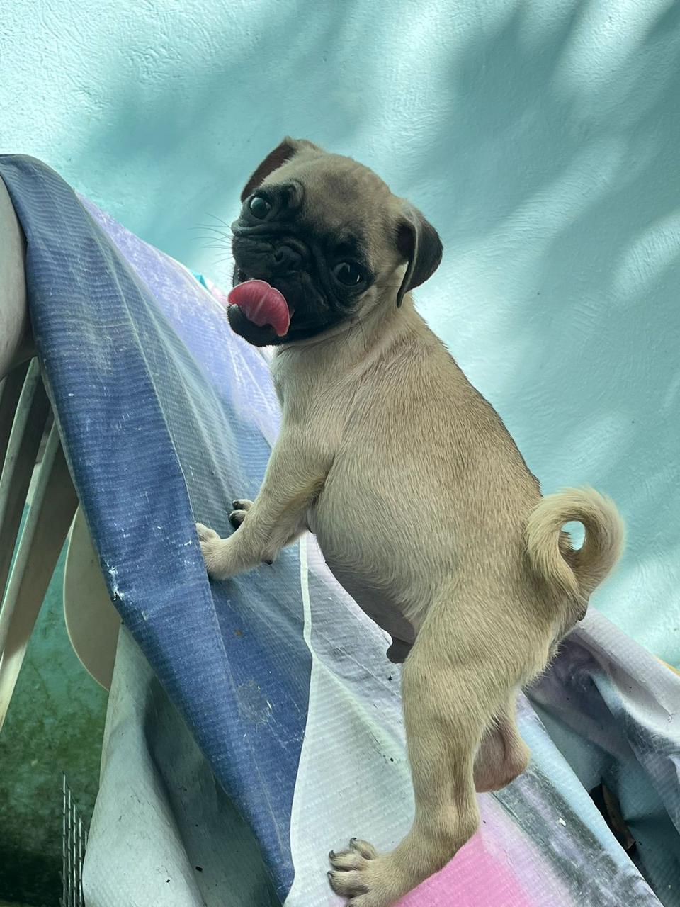 animales y mascotas - OFERTA CACHORRO PUG AMBOS SEXO EN SANTO DOMINGO SE